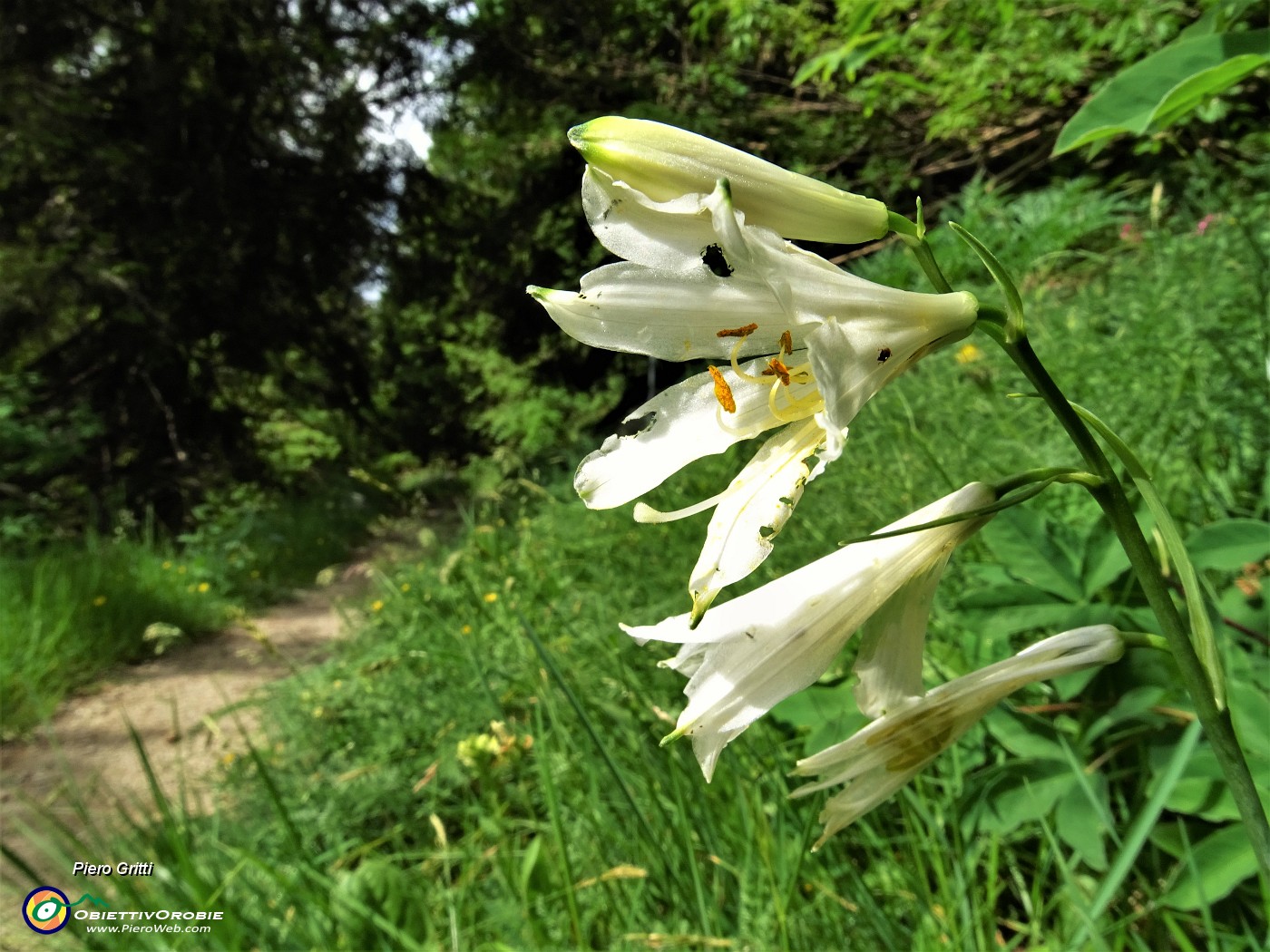 22 Tanti Gigli di  monte (Paradisea liliastrum) sul sent. 101 .JPG